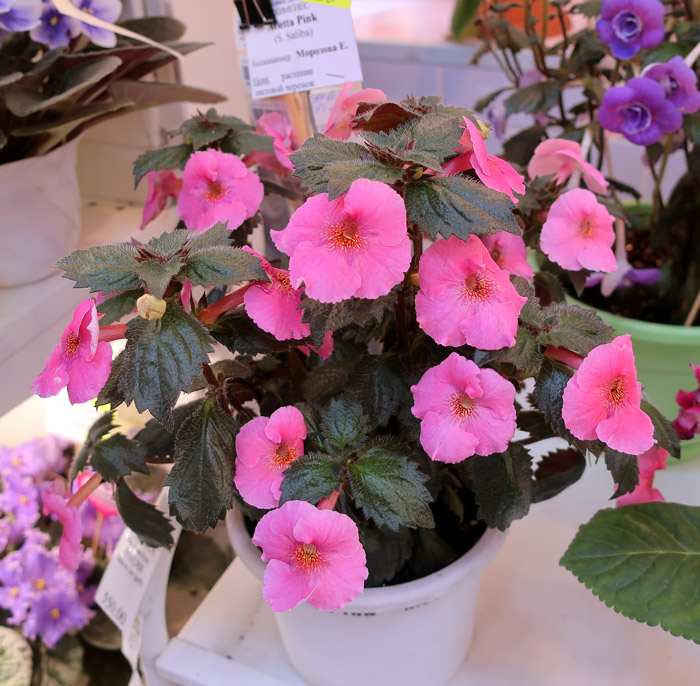 Arletta-Pink-(Морозова).jpg