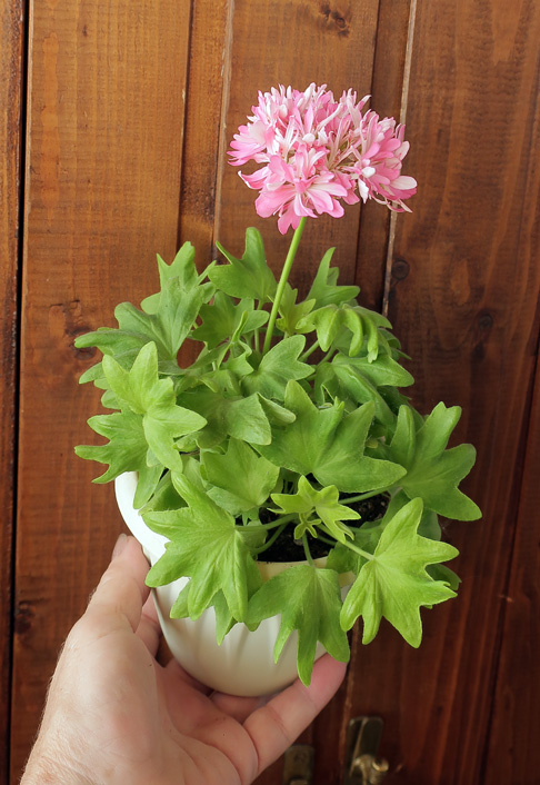 pink vectis sparkler.jpg