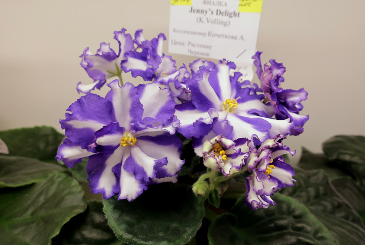 Jenny's-Delight-(Кочеткова).jpg