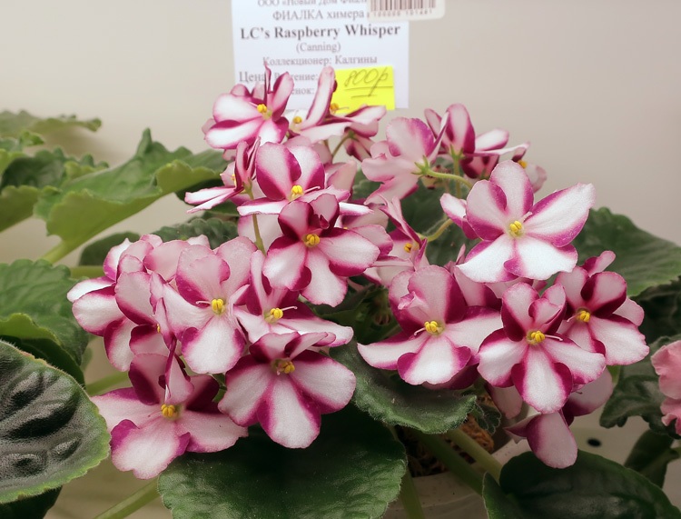 LC's-Raspberry-Whisper-(ДФ).jpg