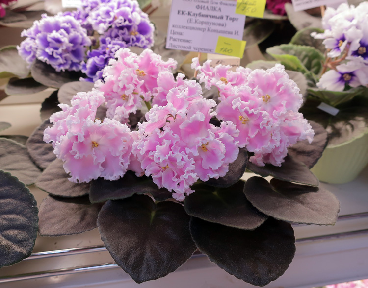ЕК-Клубничный-Торт-(Конышева).jpg