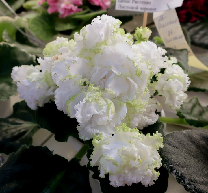 ЛЕ-Ренессанс-(Киселёва).jpg