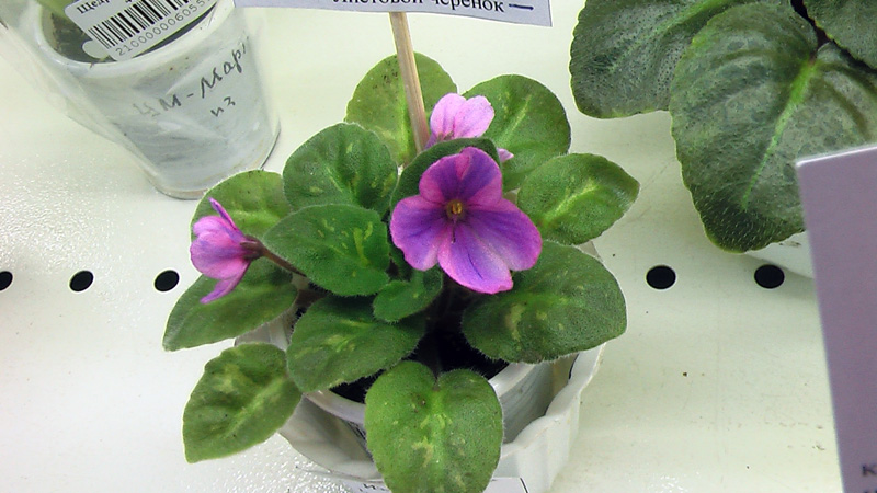 IMGA0601.JPG
