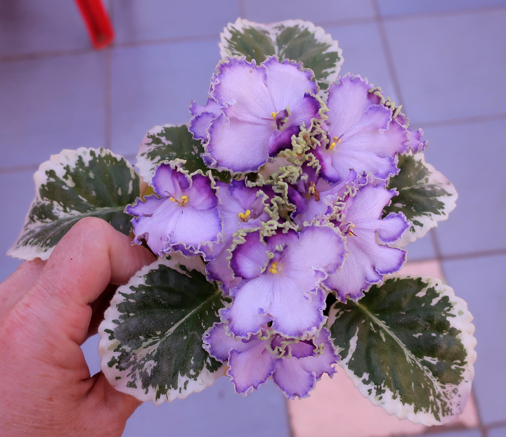 ЛЕ-Галатея-(Пименова).jpg
