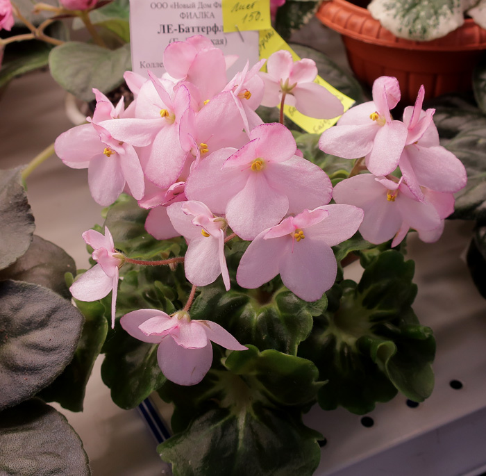 ЛЕ-Баттерфляй-(Рабец).jpg