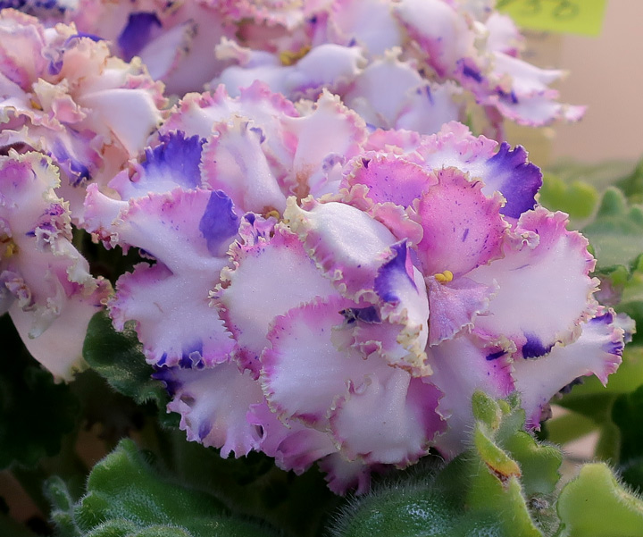 ЛЕ-Зимняя-Сказка-(Морозова).jpg