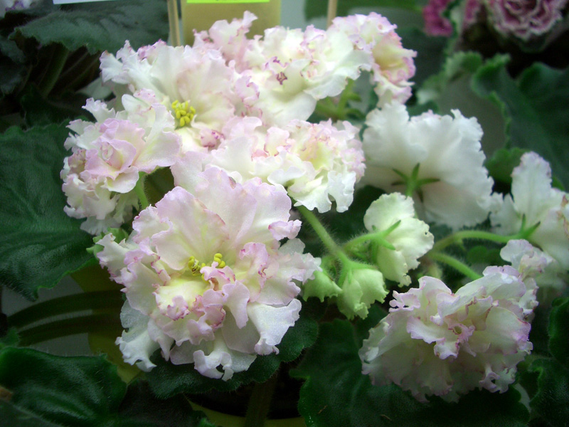 ЛЕ-Злато Скифов колл.Т.Кузина.JPG