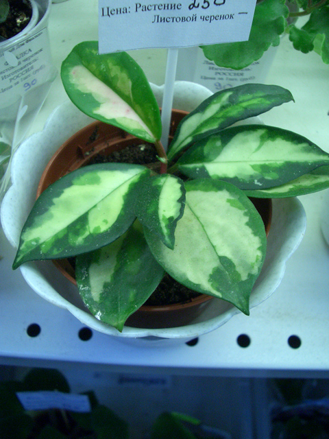 CIMG1320.JPG