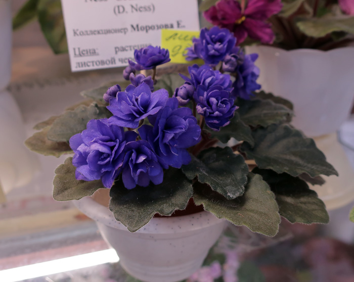 Ness'-Crinkle-Blue-(Морозов.jpg
