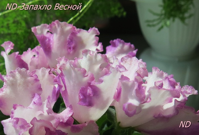 1ND-Запахло Весной13.JPG