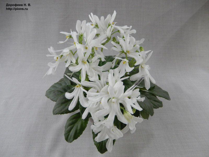 Lunar Lily White