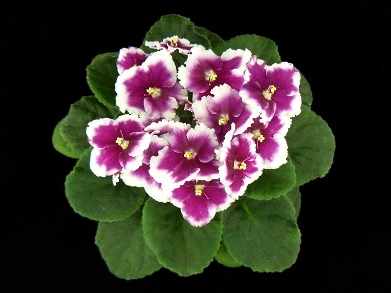 Rhapsodie Ruth