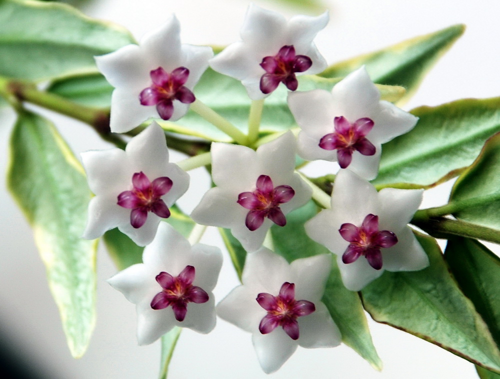Hoya Bella var. Variegata