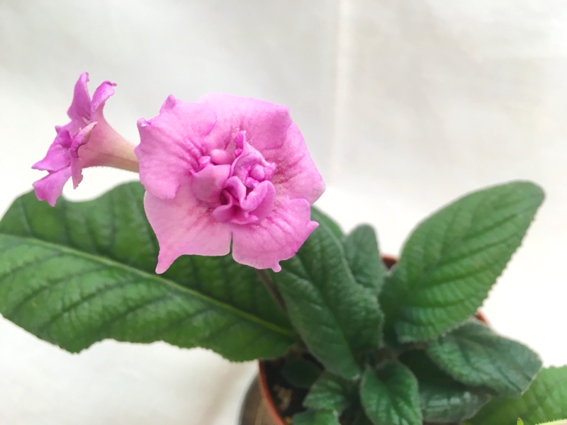 Little Rose (Клещыньски)