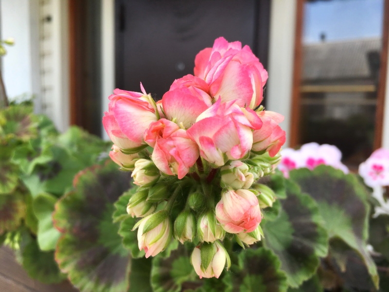 Розоцветные (Rose-bud Zonal pelargoniums)<br />Denise (Sutаrve)