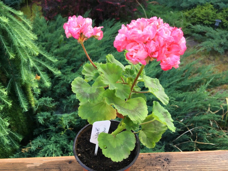 Розоцветные (Rose-bud Zonal pelargoniums)<br />Denise (Бельгия)