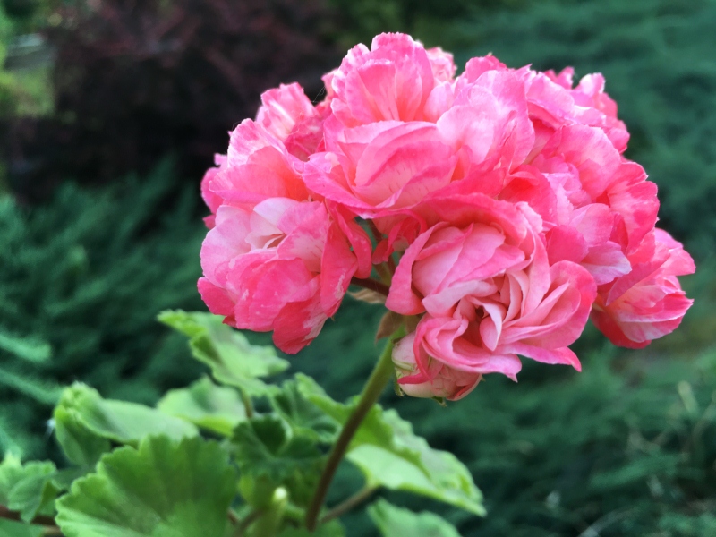 Розоцветные (Rose-bud Zonal pelargoniums)<br />Denise (Бельгия)