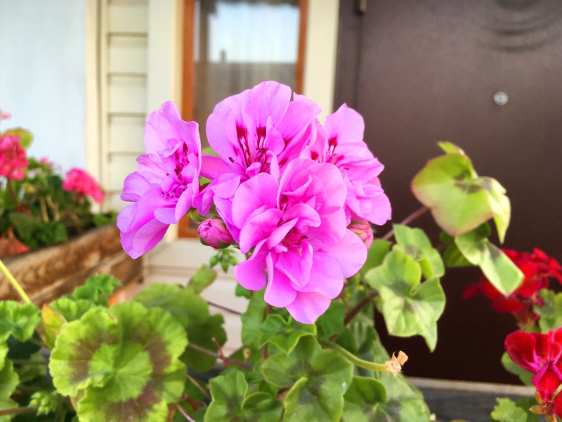 PAC Lilac Rose