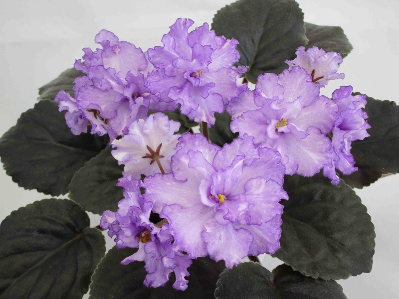 Dn-Fleur.jpg