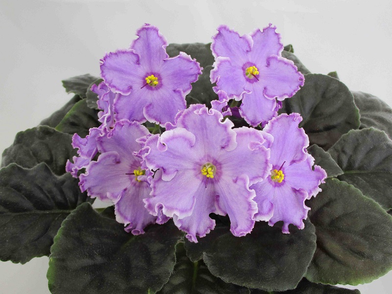 ЛЕ-Кольца Сатурна.jpg