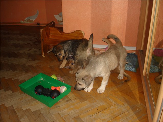 три щенка 2.jpg