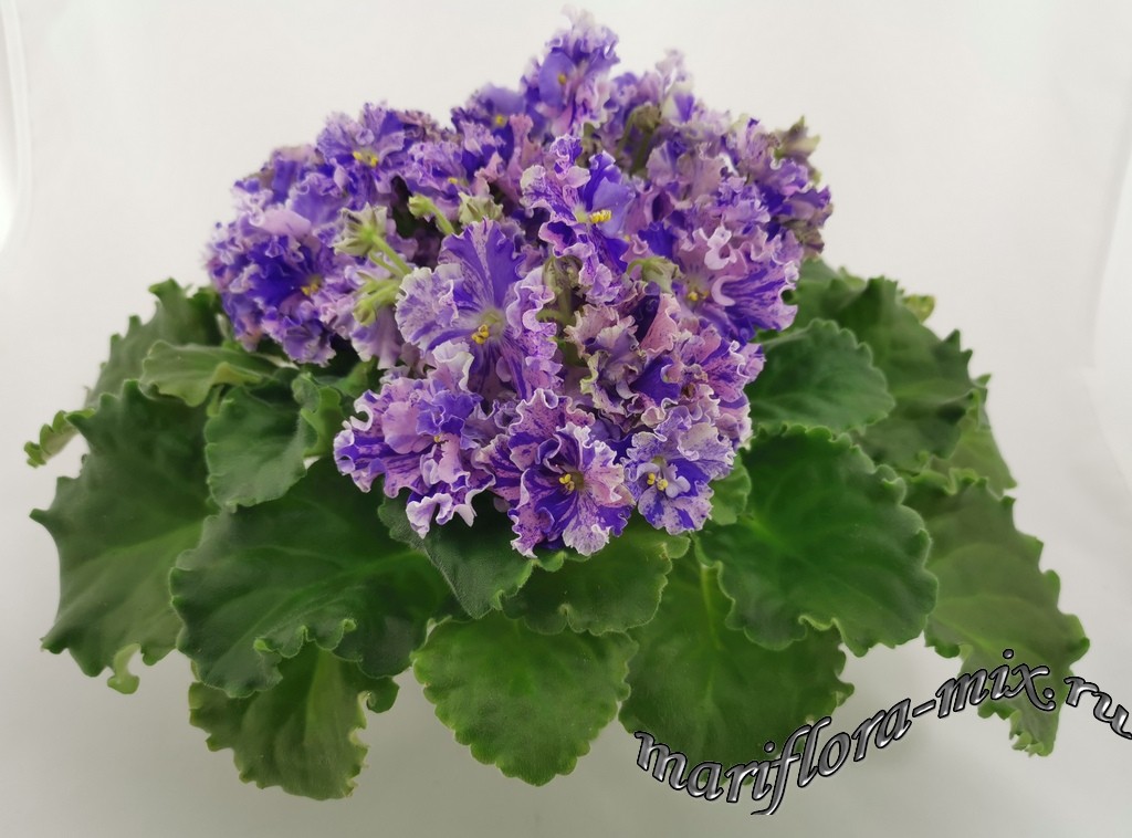 IMG_20190722_083032.jpg ЛЕ-Авантюра.jpg