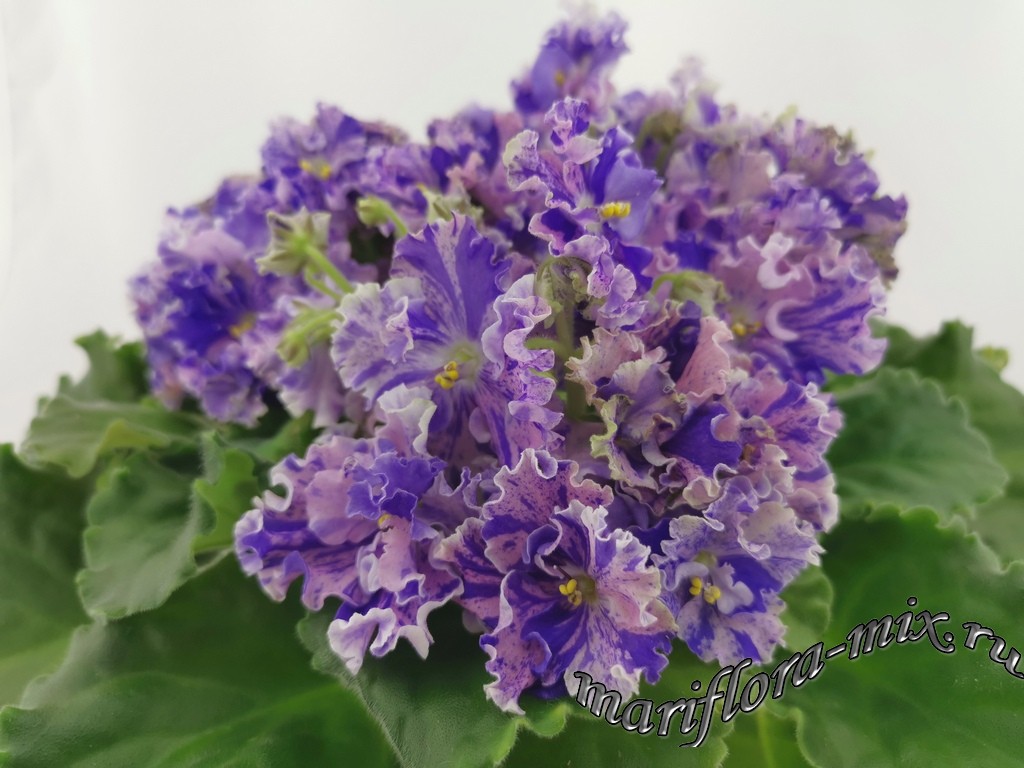 IMG_20190722_083039.jpg ЛЕ-Авантюра.jpg