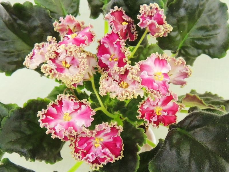 КО-Часики