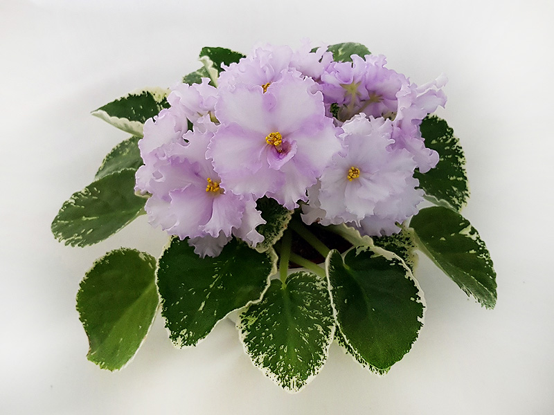 ЛЕ-Грёзы Султана (спорт).jpg