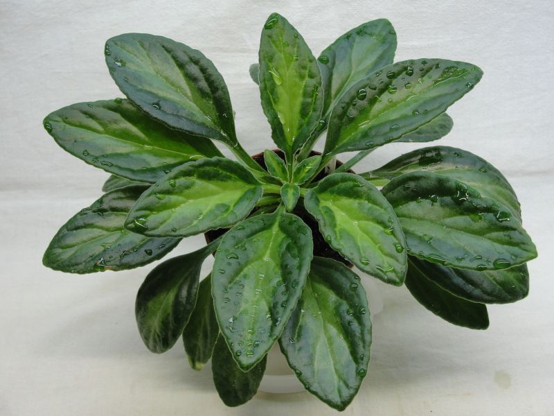 Примулина Piccolo.jpg