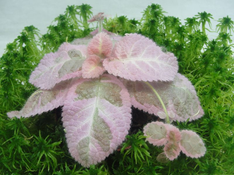 Эписция Pink Smoke.jpg