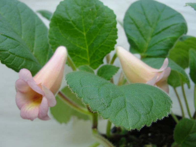 Синнингия HCY's Peach Fragrance.jpg