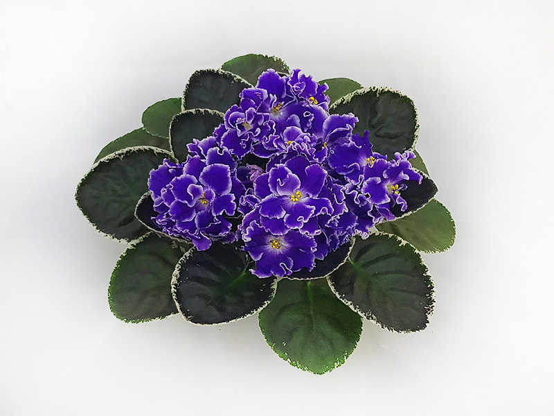 1 – Летние Сумерки (Морев)  Н.Дорофеев.jpg