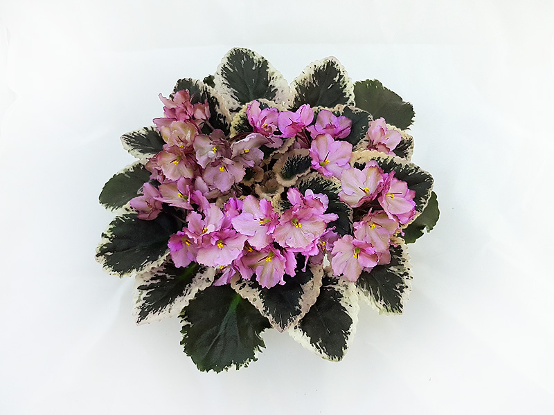 3 – Wild Irish Rose (Sorano)  Н.Дорофеев.jpg