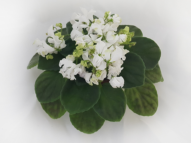 3 – DS-Эндорфин (Dimetris). М. Тотиева.jpg