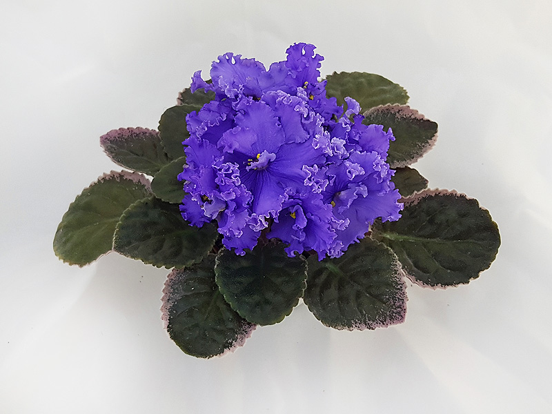 2 – ЕК-Морячка  О.Стуленкова.jpg