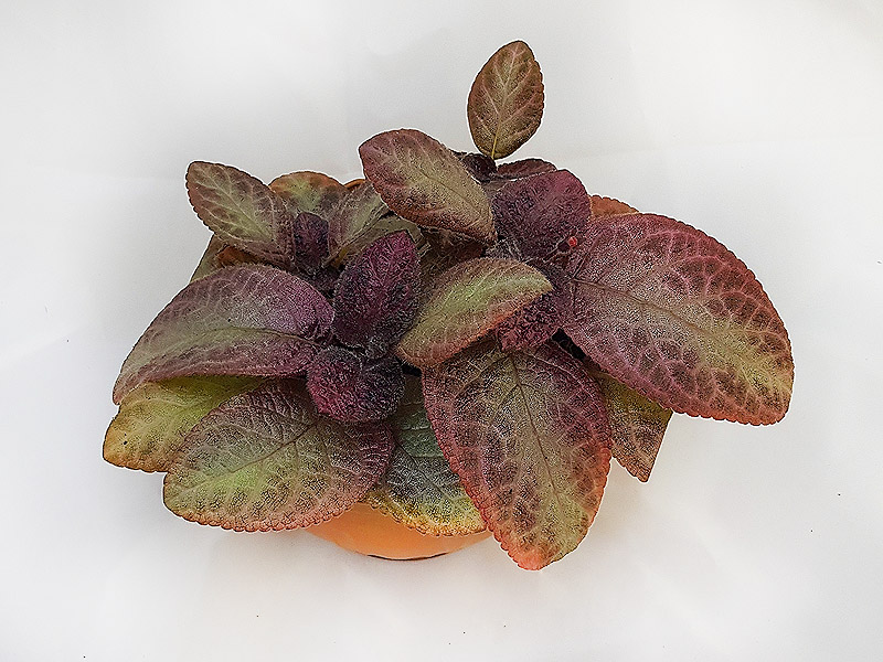 3 – Эписция Thad's Lavender Lady. Е.Прудкова.jpg