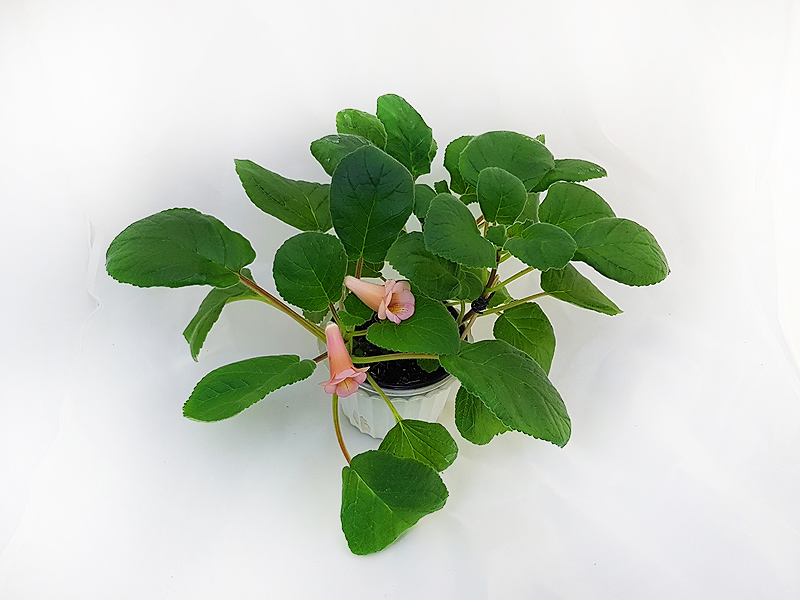 1 – HCY's Peach Fragrance (Hung). Е.Прудкова.jpg