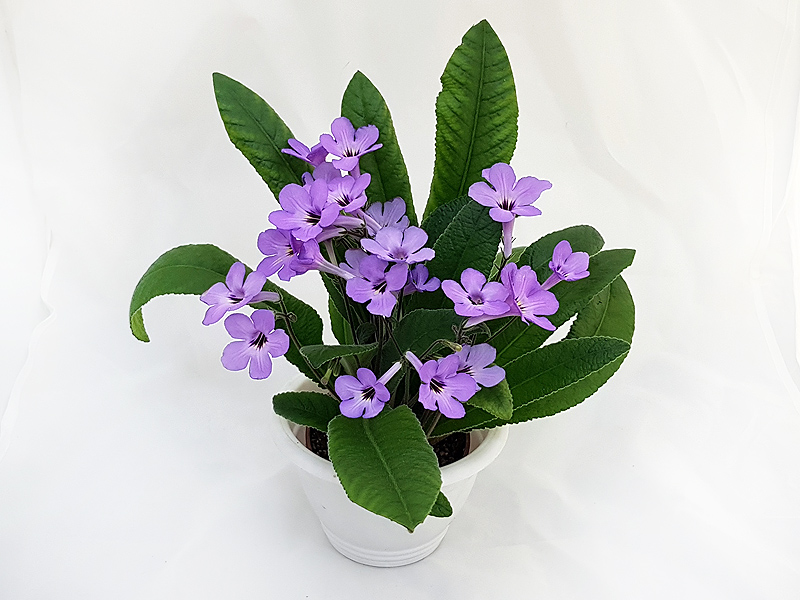 1 – Haru No Yoi (Okuto)  Н.Дорофеев.jpg