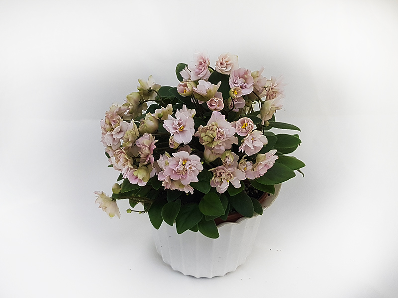 3 – Pink Mint (Sorano). Н.Дорофеев.jpg