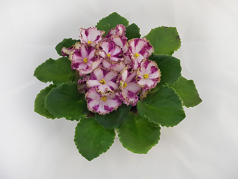 3 – МТ-Мания Величия (Тотиева). Т.Клещукова.jpg