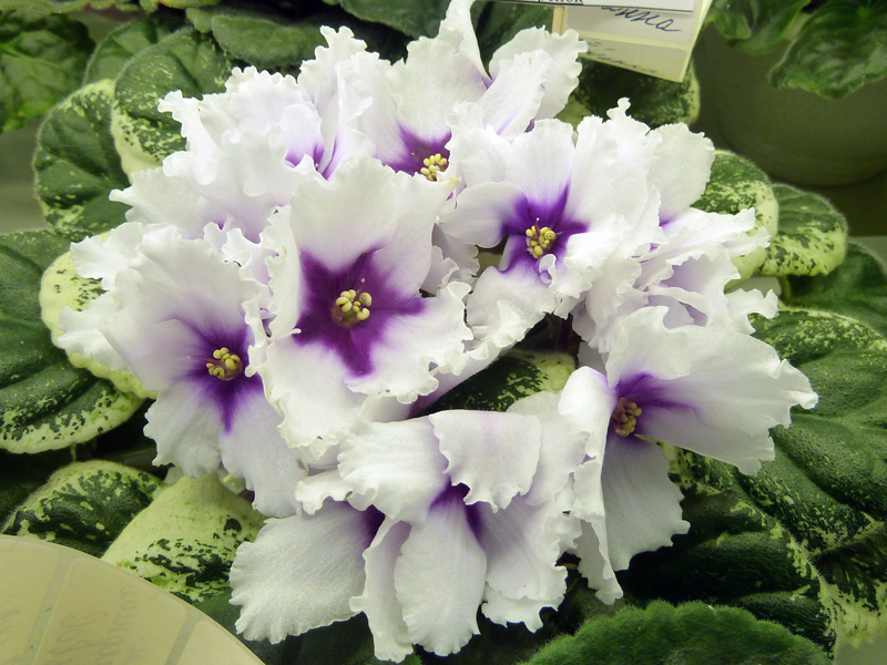 ЛЕ-Жанна. Т. Клещукова.JPG