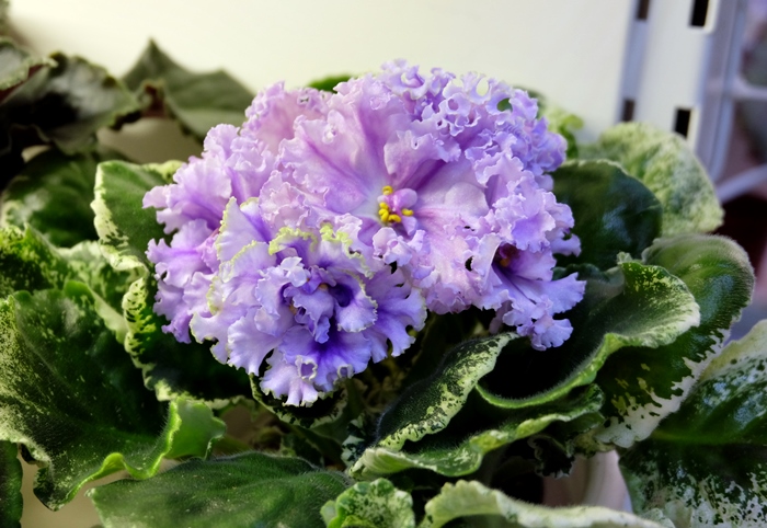 DSCF9446.JPG