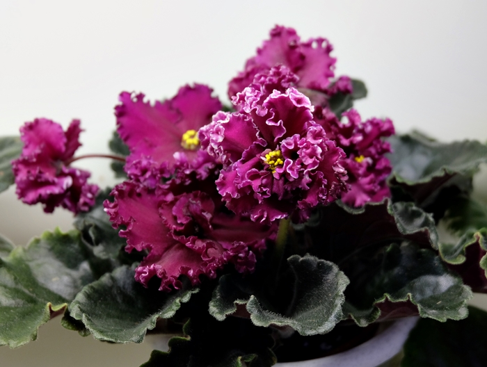 DSCF9451.JPG