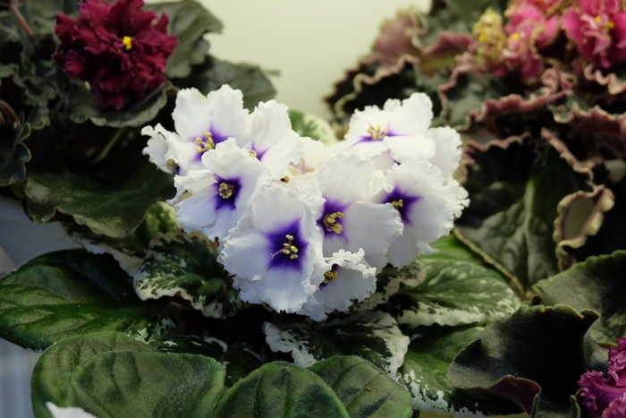 DSCF9458.JPG