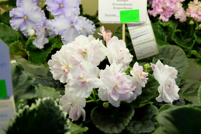 DSCF9527.JPG