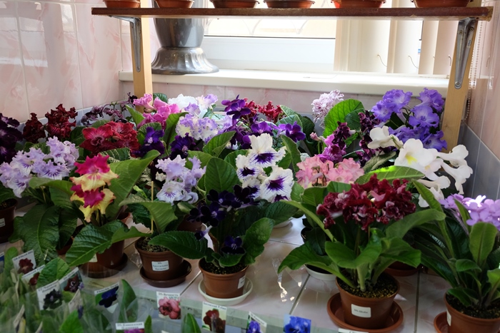 DSCF9544.JPG