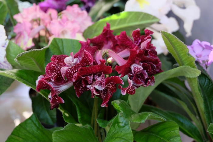DSCF9546.JPG