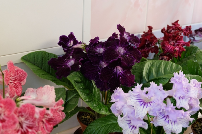 DSCF9550.JPG