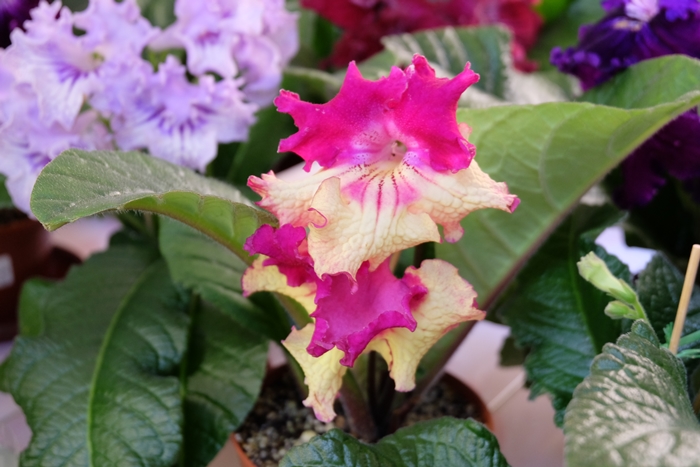 DSCF9551.JPG